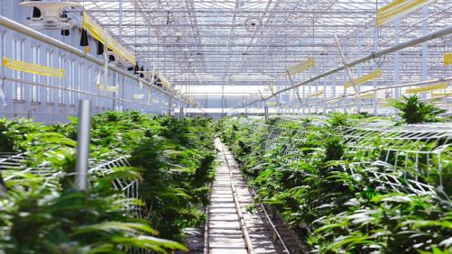 Copperstate Farms’ Latest Expansion Brings Major Tech Investment