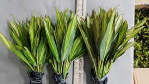 Let Tropical Plants Do the Work for You