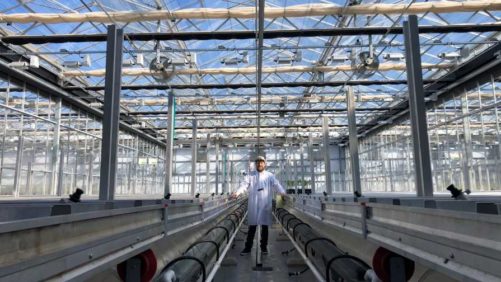 Experts Share Top Tips for Greenhouse Hemp Cultivation