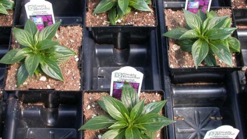 Why Moisture Management Matters in Growing Media