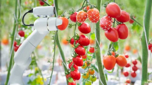 Indoor Ag Tech Innovator Koidra Nets New Funding Wave