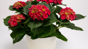 HI Hydrangea