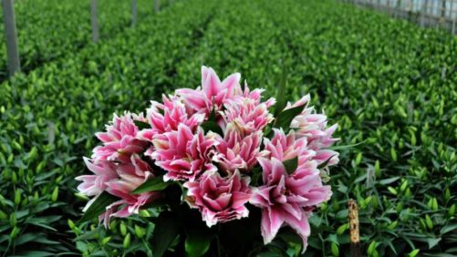 Top 100 Greenhouse Grower Consolidates Operations