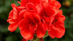 Pelargonium ‘Moxie! Orange’