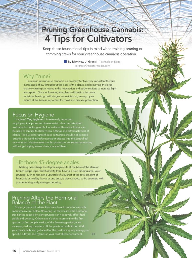 InfoGraphic: Greenhouse Cannabis Pruning 101 - Greenhouse Grower