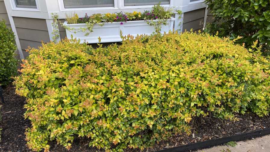 Abelia 'Canyon Creek'