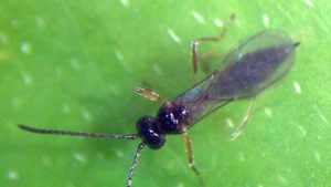 Beneficial Insectary Acquires Distributor Sierra Biological
