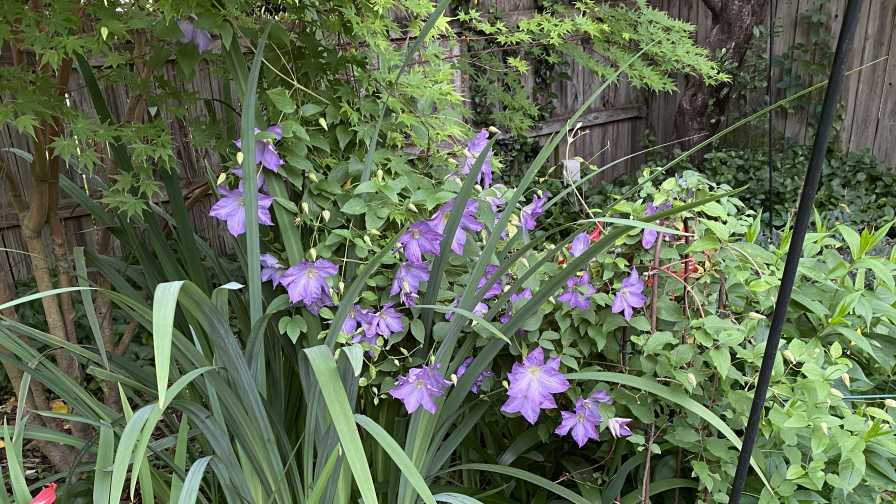 Clematis 'Solana'