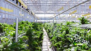 Investment Analyst on Why Tuesday’s Election Results Could Be a Boost for Cannabis Growers