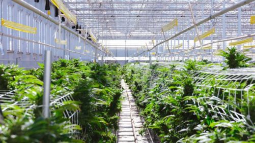 Investment Analyst on Why Tuesday’s Election Results Could Be a Boost for Cannabis Growers