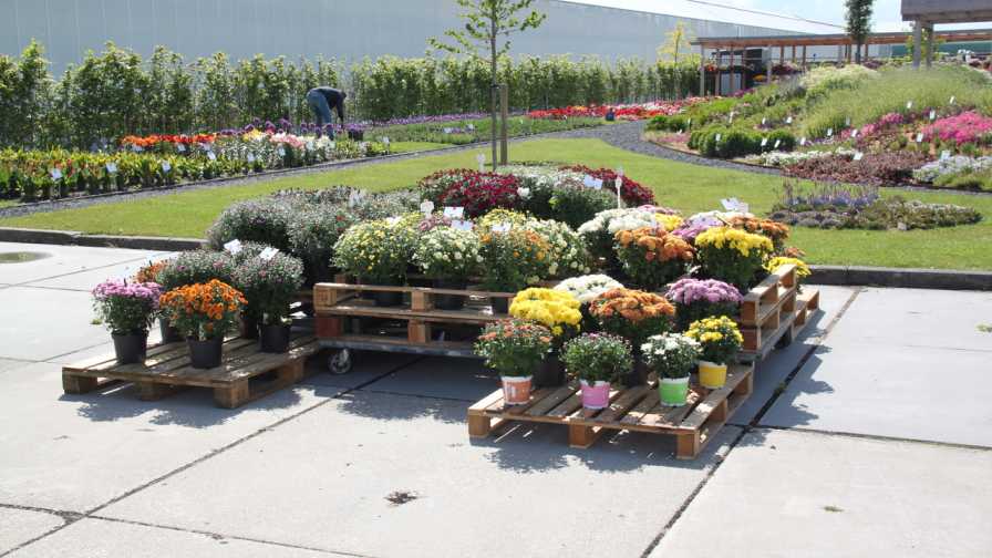 Dummen Orange Trial Garden