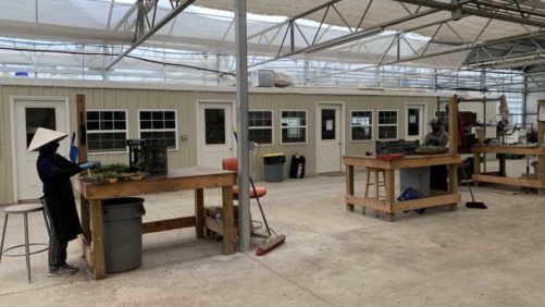How Two Leading Growers Look Different — and Better? — in Response to COVID-19