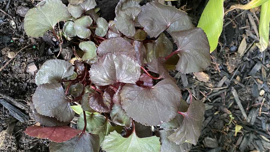 Ligularia 'Pandora'