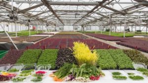 Why Now Is the Time for Visionary Leadership and Reinvention in the Greenhouse Industry