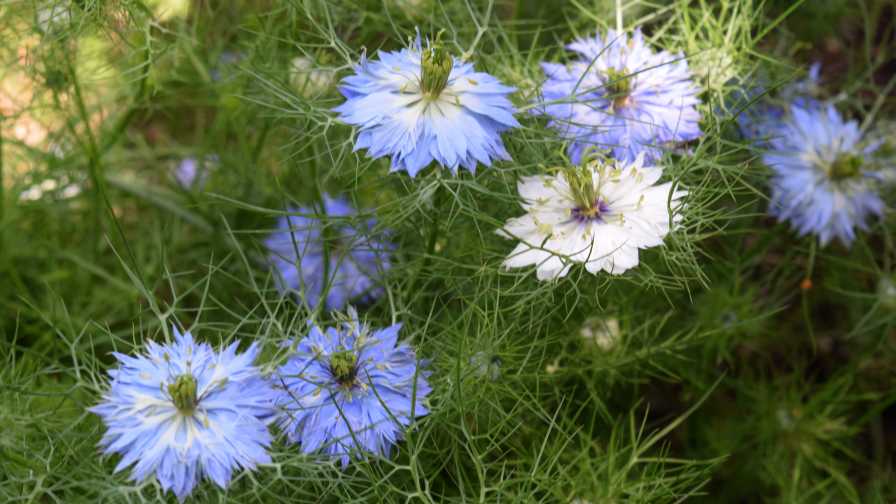 Nigella