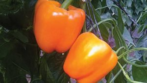 Want to Binge on Virtual Vegetable Seed Trials? Watch Here
