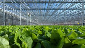 Are You Doing Enough to Minimize Food Safety Risks in Your Greenhouse