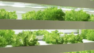 Where Vertical Farming and Affordable Housing Can Grow Together