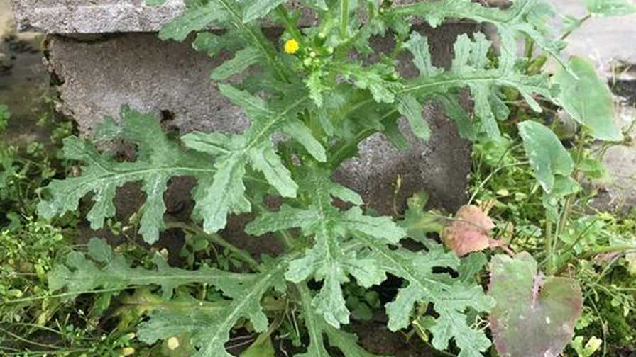 common groundsel