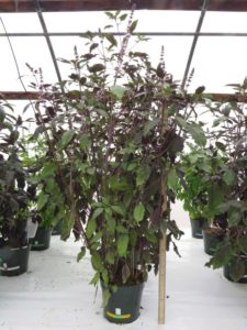 Aromatto Basil