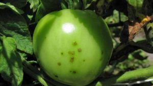 Looking To Improve Tomato Production? Check Out These Research Breakthroughs