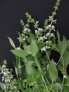 Basil Lime