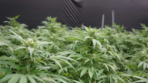 Hemp Varieties, Irrigation Strategies Top California Research Priorities