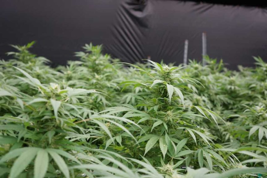 Auto Tune (Beacon Hemp)