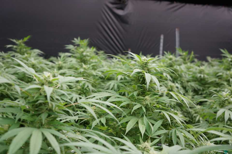 Beacon Hemp Auto Tune Greenhouse hemp production