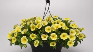 A Look Back at Greenhouse Grower’s Medal of Excellence Winners
