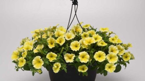 Ball FloraPlant Launches 2022 Catalog Online, Print Version Coming Soon