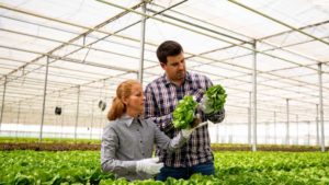 How One Greenhouse Supplier is Raising the Bar in Plant Production