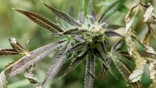 New Root Aphid Control Option for Canadian Cannabis Growers