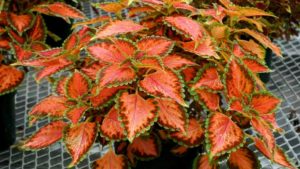 Terra Nova Unveils New Coleus Varieties
