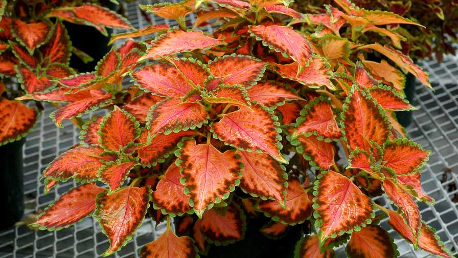 Coleus Terra Nova 'Peach Julep' Coleus varieties