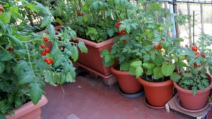 6 Trends Shaping the Home Vegetable Garden Market