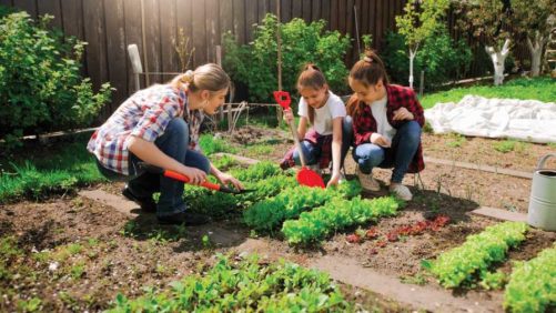 Survey Says Pandemic Is Sowing the Seeds of Plant Love