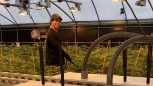 The Benefits of Automation in Cannabis Greenhouses