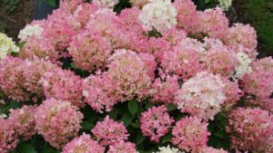 'Fire Light Tidbit' (Spring Meadow Nursery)