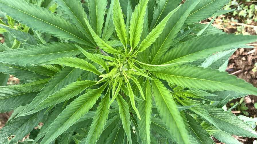 Hemp at Cedar Valley Farms
