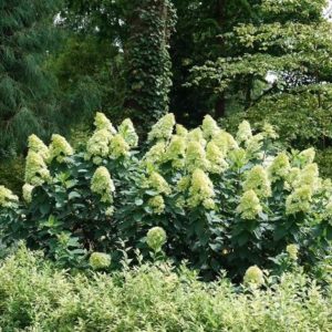 Limelight Prime Hydrangea Spring Meadow Nursery