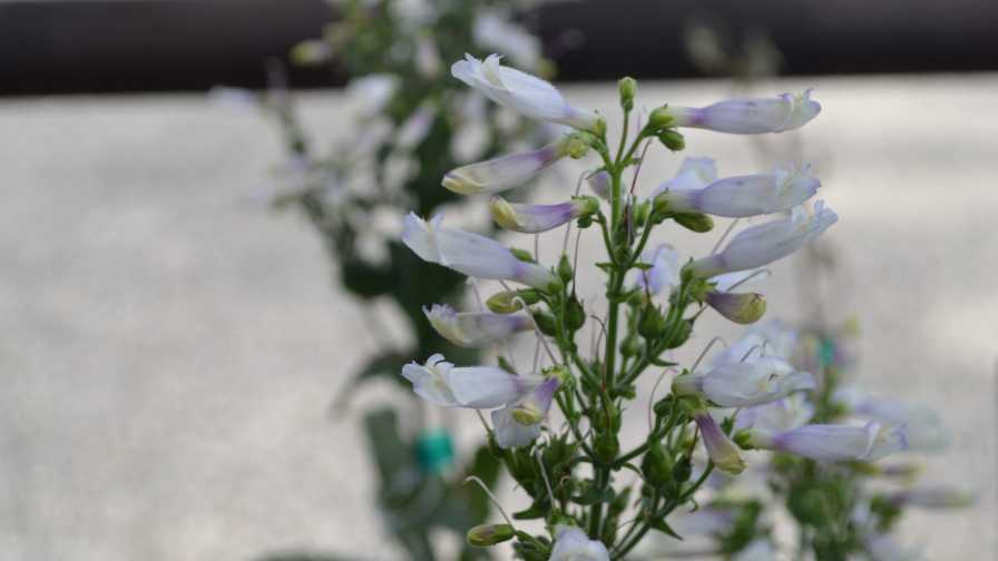 Penstemon-hirsutus native perennials