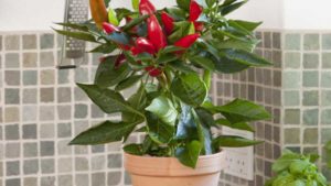 Plants Are the New Pets [Opinion]