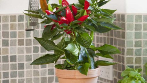 Plants Are the New Pets [Opinion]