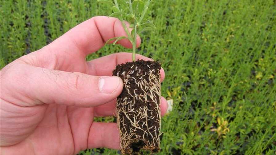 Preforma Max from Jiffy Growing Solutions
