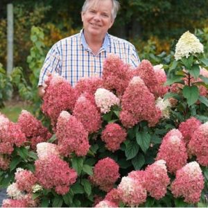 Quick Fire Fab Hydrangea Spring Meadow Nursery