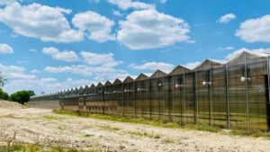Michigan Greenhouse Lettuce Grower Adding 50,000 Square Feet