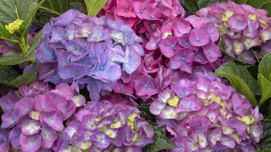 Seaside Serenade Newport Hydrangea (Monrovia) new products