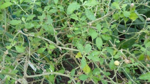 How the Plants You Grow Can Help Treat Alzheimer’s Disease