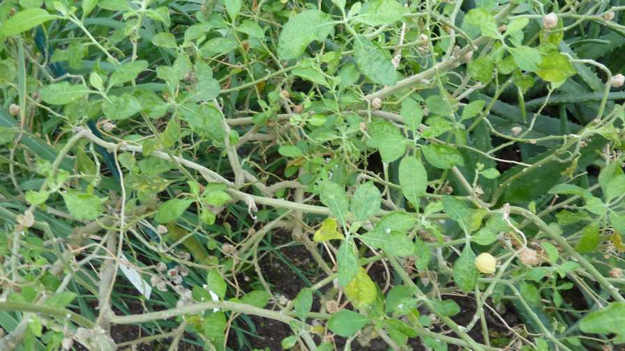 Withania Somnifera